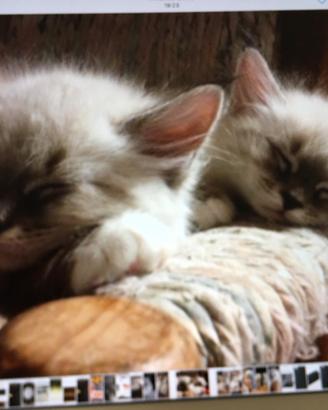 Cuccioli gatto razza Siberiana