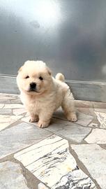 Cucciola di Chow Chow