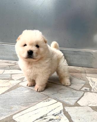 Cucciola di Chow Chow