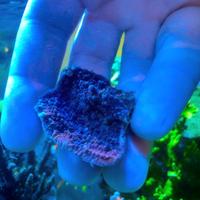 Talea fogliosa viola