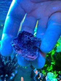 Talea fogliosa viola