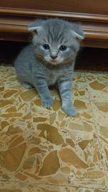 Gatti razza schottis