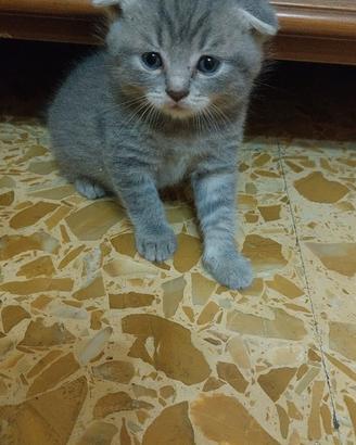 Gatti razza schottis