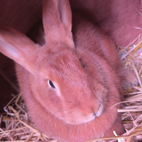 Coniglia fulvo di borgogna