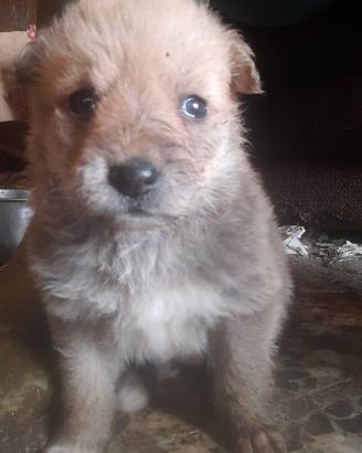Cuccioli Bastardini