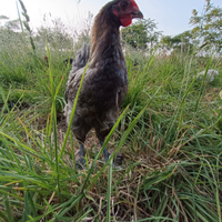Cemani australorp marans Legbar auracana olivegger
