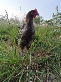 Cemani australorp marans Legbar auracana olivegger