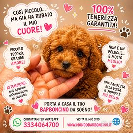 Cucciolo barboncino teacup