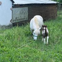 Coppia di pony con puledro 3 animali
