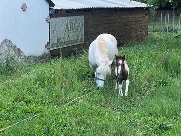 Coppia di pony con puledro 3 animali