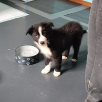 Cuccioli di Border Collie