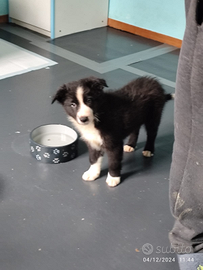 Cuccioli di Border Collie