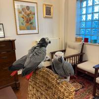 Cenerini allevati a mano