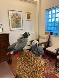 Cenerini allevati a mano