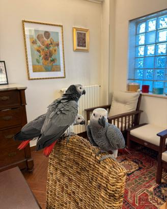 Cenerini allevati a mano