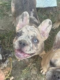 Bulldog francese