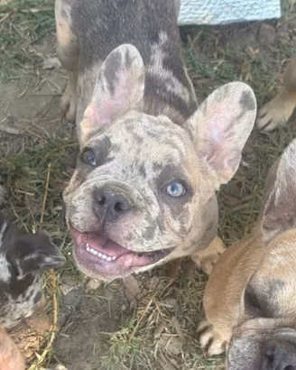 Bulldog francese