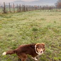 Cucciolone di border collie