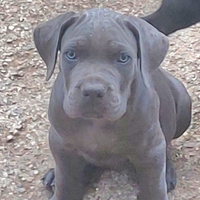 Stupendo cucciolo di Cane Corso Grigio