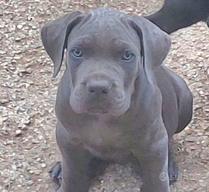 Stupendo cucciolo di Cane Corso Grigio