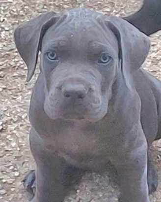 Stupendo cucciolo di Cane Corso Grigio