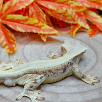 Geco Ciliatus Lilly White 1.0