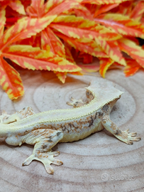 Geco Ciliatus Lilly White 1.0