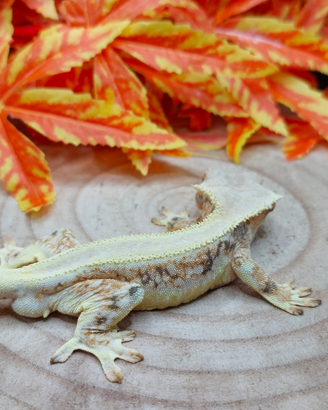 Geco Ciliatus Lilly White 1.0