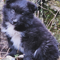 Cucciola border collie