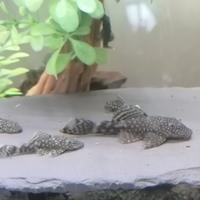 Ancistrus come pleco pesci pulitori acquario