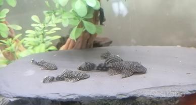 Ancistrus come pleco pesci pulitori acquario