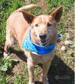 Billy attende ancora in canile una famiglia