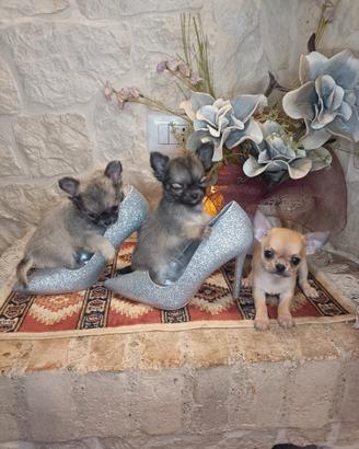 chihuahua cuccioli disponibili come da foto
