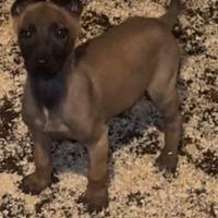 Cucciola di pastore belga Malinois