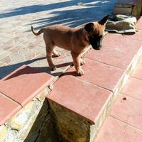 Cuccioli pastore malinois belga