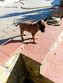 Cuccioli pastore malinois belga