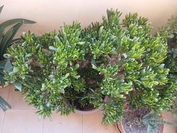 albero di Giada