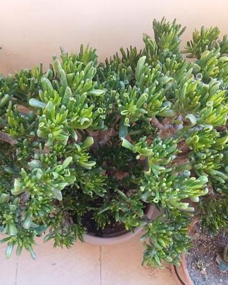 albero di Giada