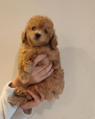 Barboncino toy femminuccia