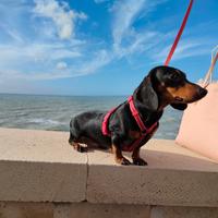 Bassotto femmina adulta