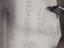 Immagine 9