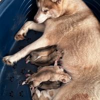 Cuccioli di Husky occhi azzurri e pedigree ENCI