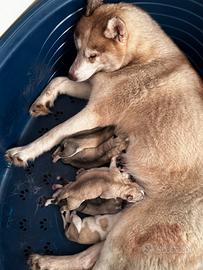 Cuccioli di Husky occhi azzurri e pedigree ENCI