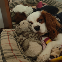 Monta Cavalier King Blenheim - Alta Genealogia - E