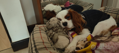 Monta Cavalier King Blenheim - Alta Genealogia