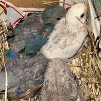 Inseparabili allevati a mano