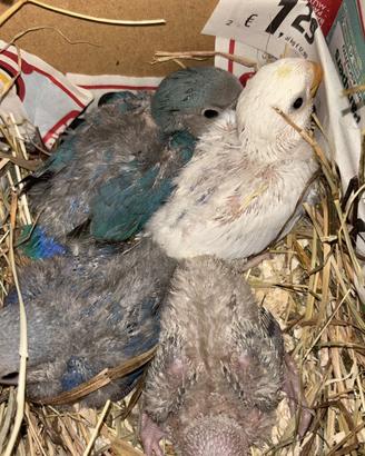 Inseparabili allevati a mano