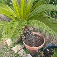 Pianta Cycas
