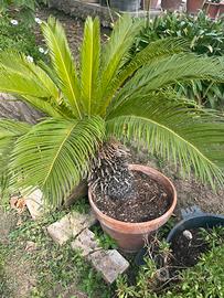 Pianta Cycas