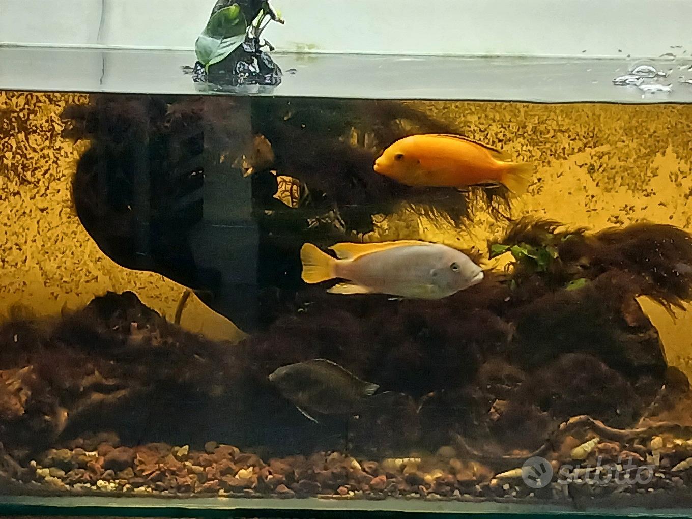ciclidi Mbuna completi di acquario e tecnica - Animali In vendita a Palermo